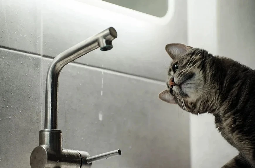 💧 В нескольких городах ЛНР перебои с водой