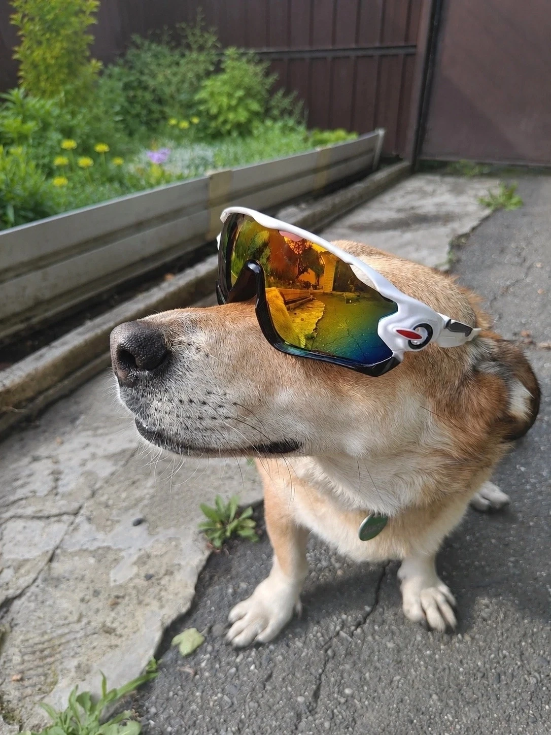 Приветик из дома от бывшей подопечной Ольки 🐕❤️‍🔥