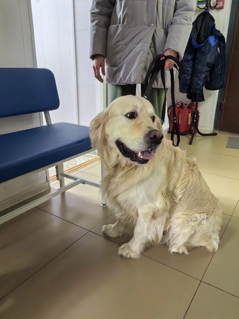 На приёме в ветеринарной клинике золотистый ретривер Барни.
