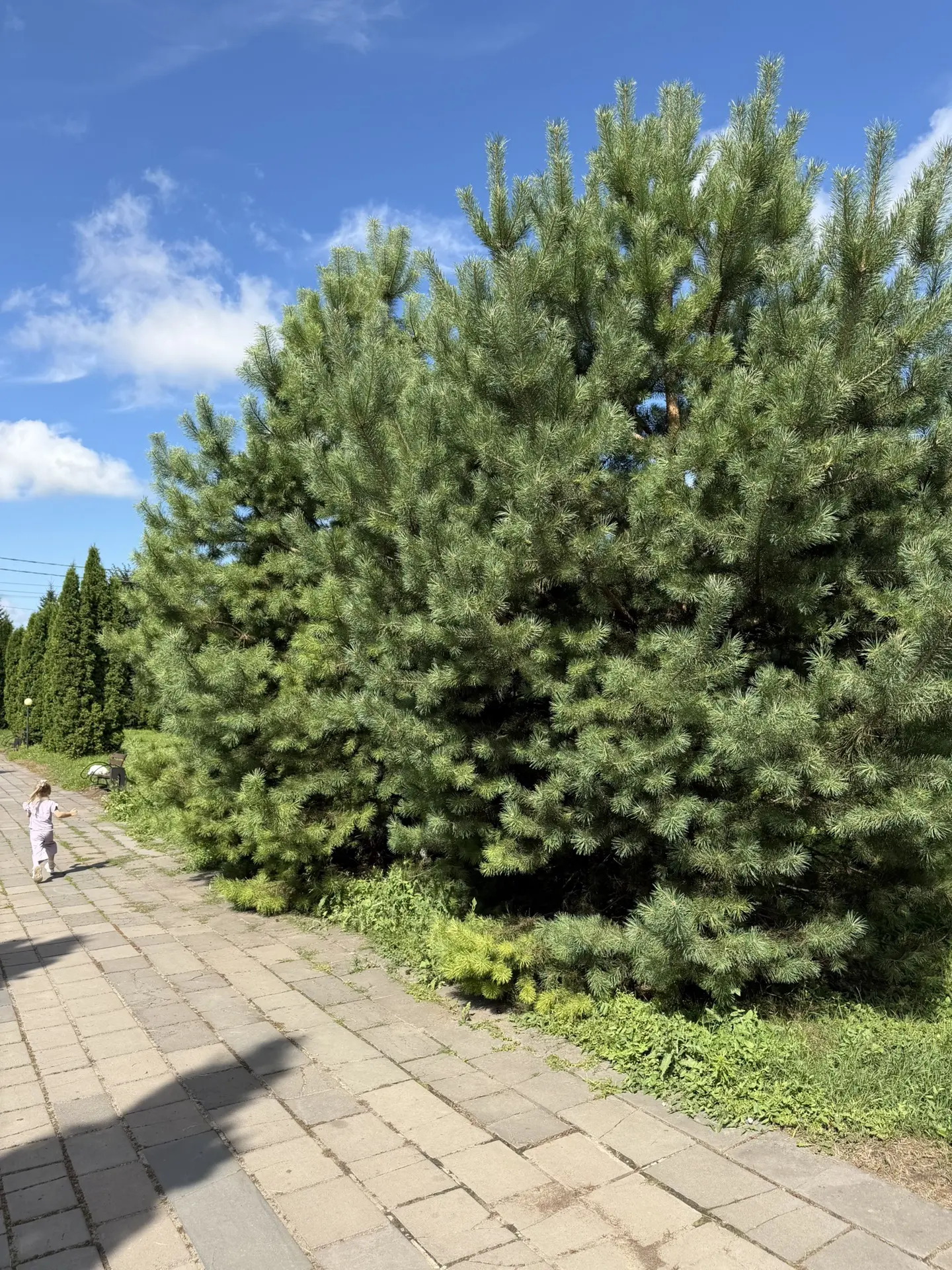 Сегодня ходили по делам в «центр», как у нас говорится 😎

Нашли красивые сосны. Такие пушистые они.