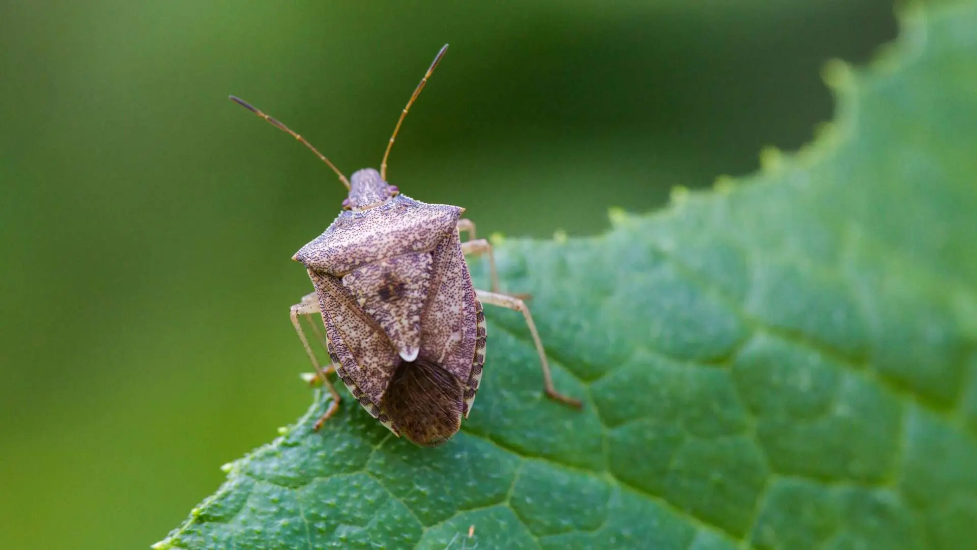 Коричнево-мраморный клоп (Halyomorpha halys) — опасный вредитель, который наносит вред ...