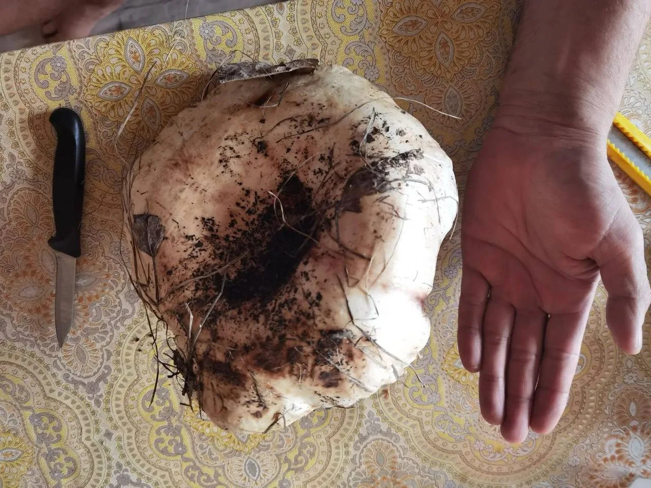 🍄 Воронежцы похвастались богатым урожаем грибов.