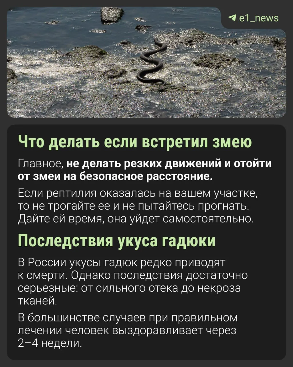 Что делать, если укусила змея?  С наступлением тепла многие выбираются на природу, где могут поджида