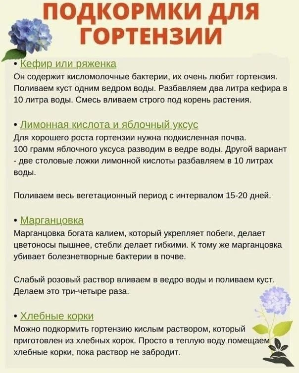 Подкормки для гортензии 🌸