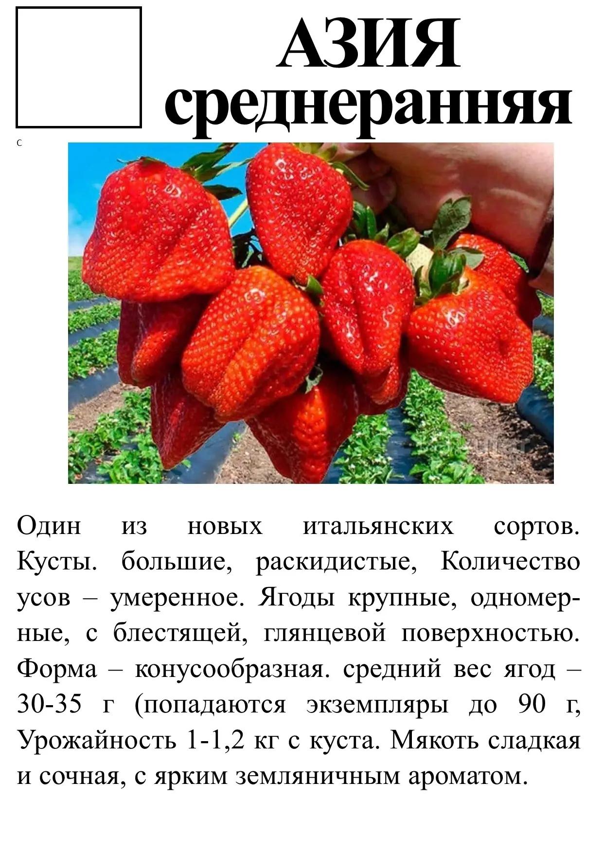 В наличии клубника 12 сортов.