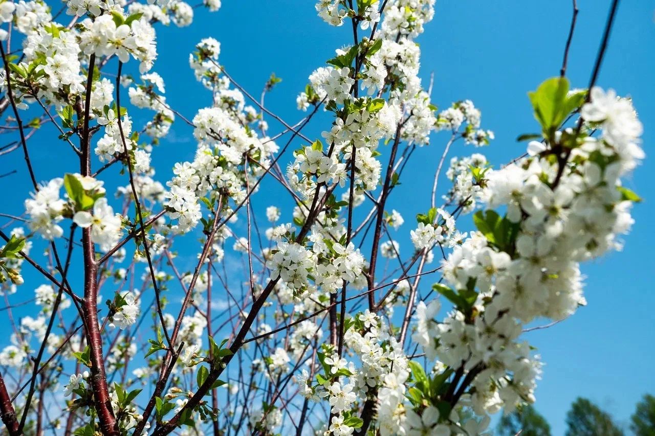 🌼 Несмотря на погоду, весна в Кинопарк пришла!   Вдохновляемся природой, а уже через три дня вновь н