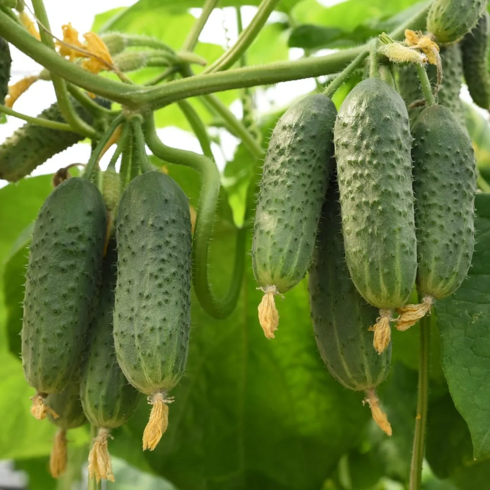 Почему огурцы горчат?🧐 
 
За горечь в огурцах отвечает вещество кукурбитацин. Он синтезируется как 