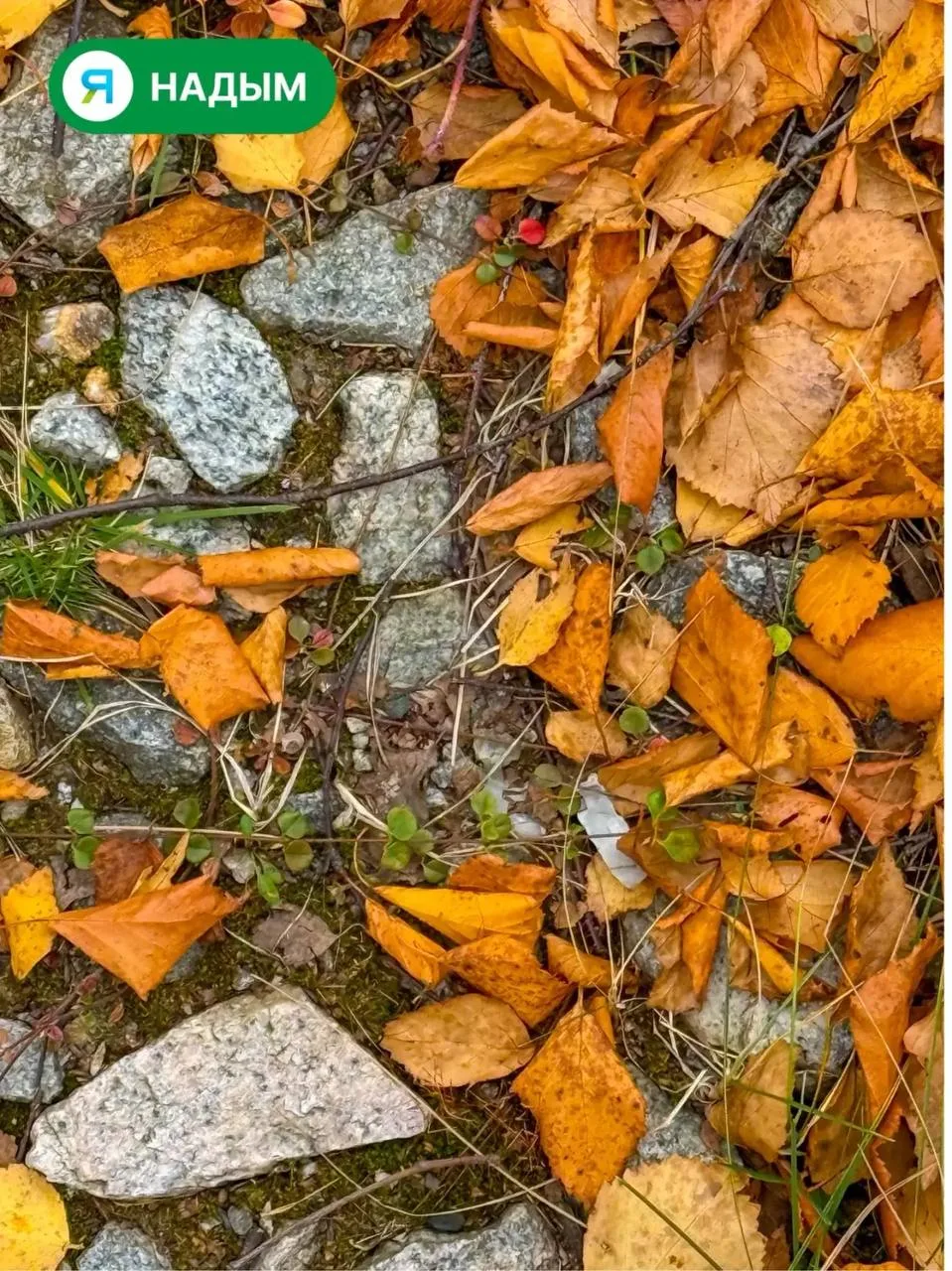 🍂 Пока первый снег только собирается в Надым, успеваем ещё немного полюбоваться осенью...