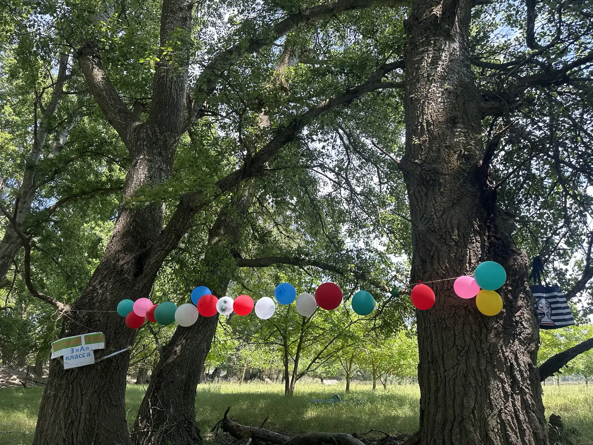 🌳