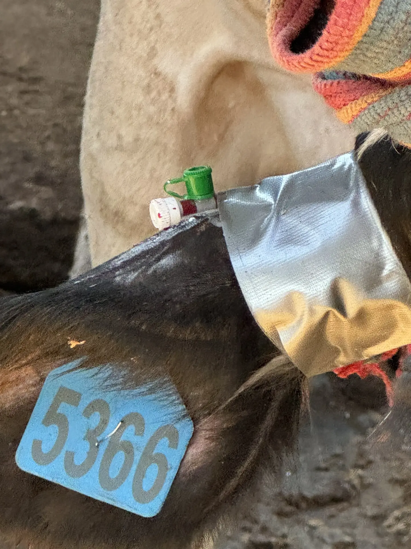 Потихоньку осваиваю ещё один полезный навык в работе с КРС 🐄💉