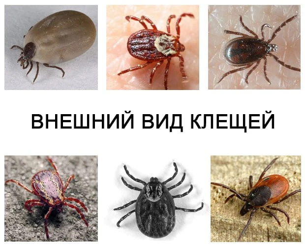 Почти 5 тысяч человек обратились за помощью из-за укусов клещей в Липецкой области.
