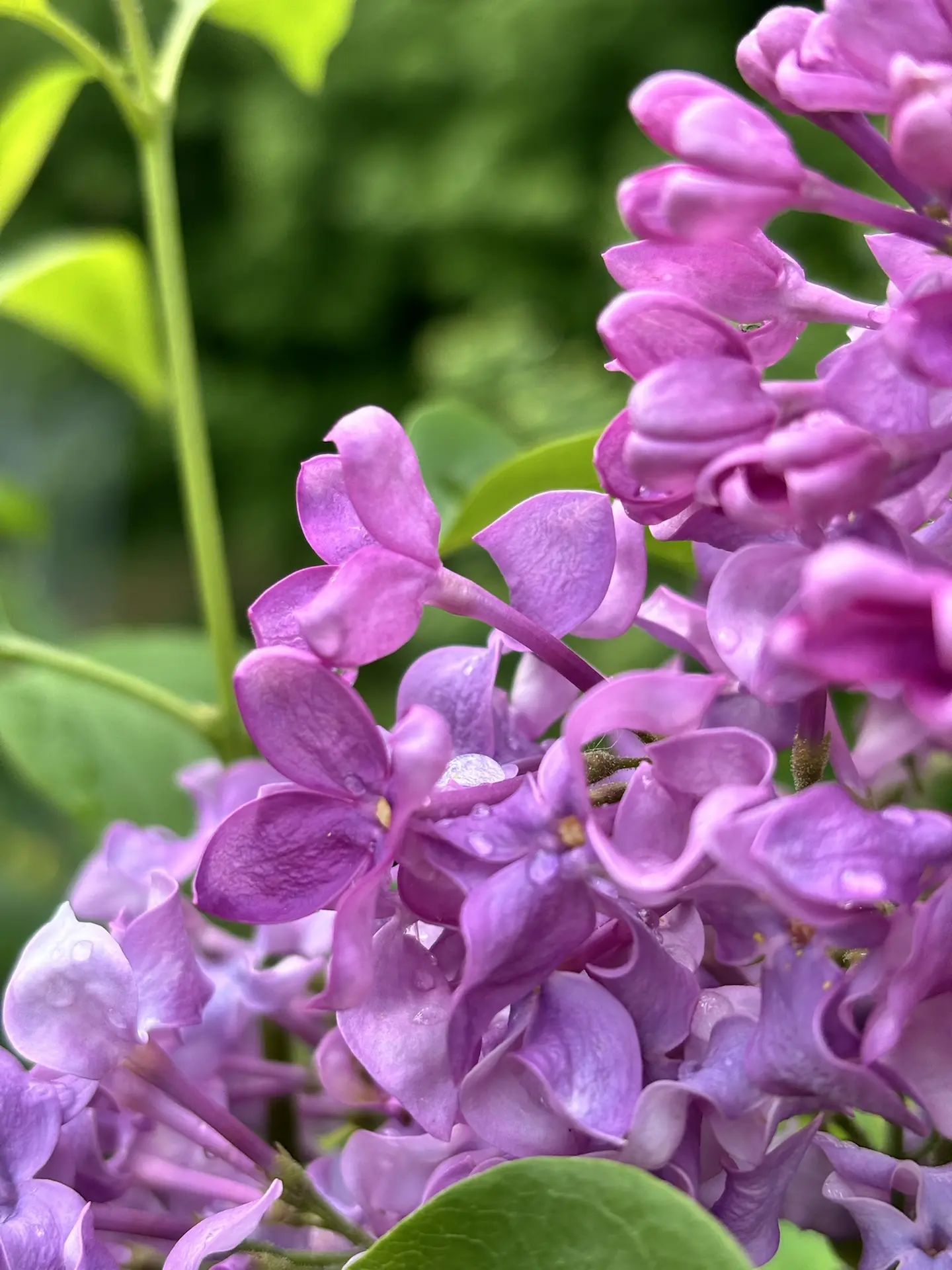Плыл по городу запах сирени 💕