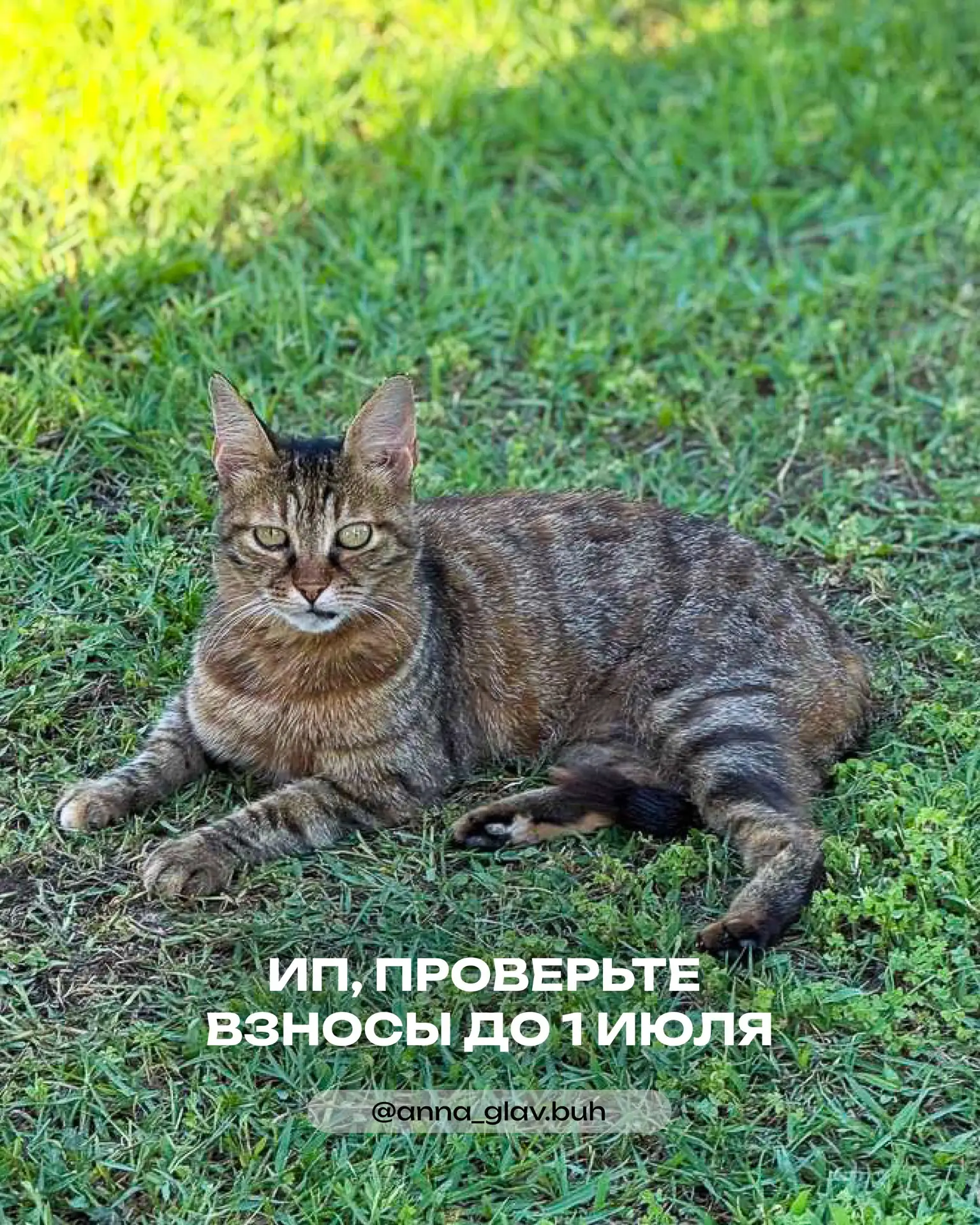 Есть ИП? Проверьте взносы до 1 июля!