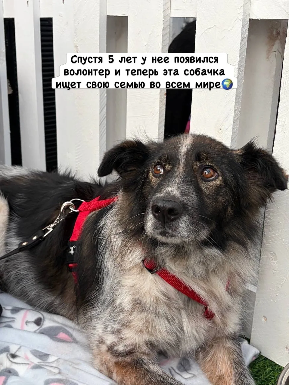 Невероятной красоты собака  живет в нашем приюте долгих 5 лет🤧 Сейчас у нее появился в...