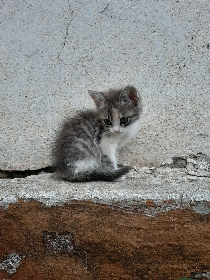 подпишись на котямбусы🐈