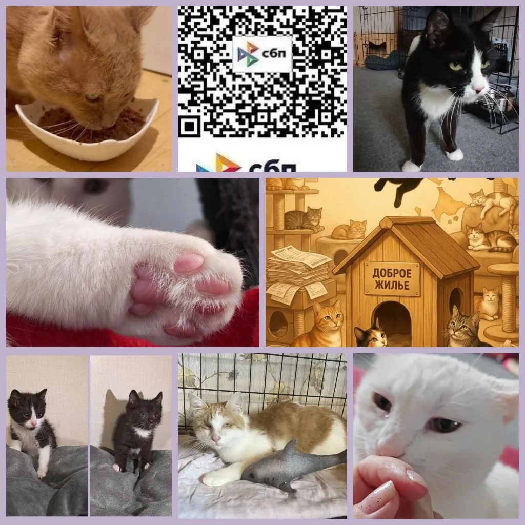 Наш кото-дайджест за неделю: 01.06.- 07.06.2026 🐾
