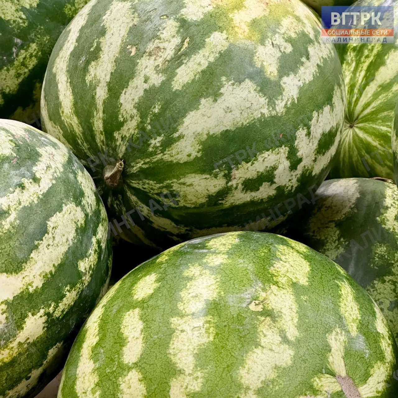 🍉🍈Более 2 тысяч тонн импортных арбузов и дынь проверили при ввозе в регион.