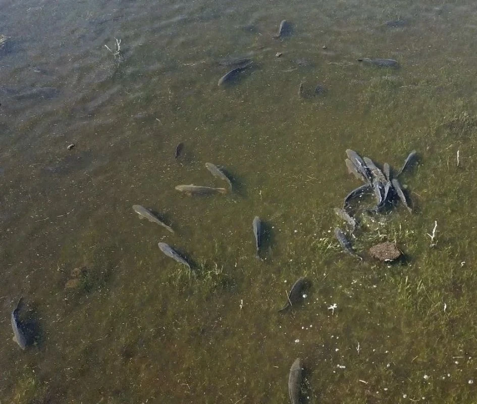 Как июльские сбросы из водохранилища повлияли на рыбу