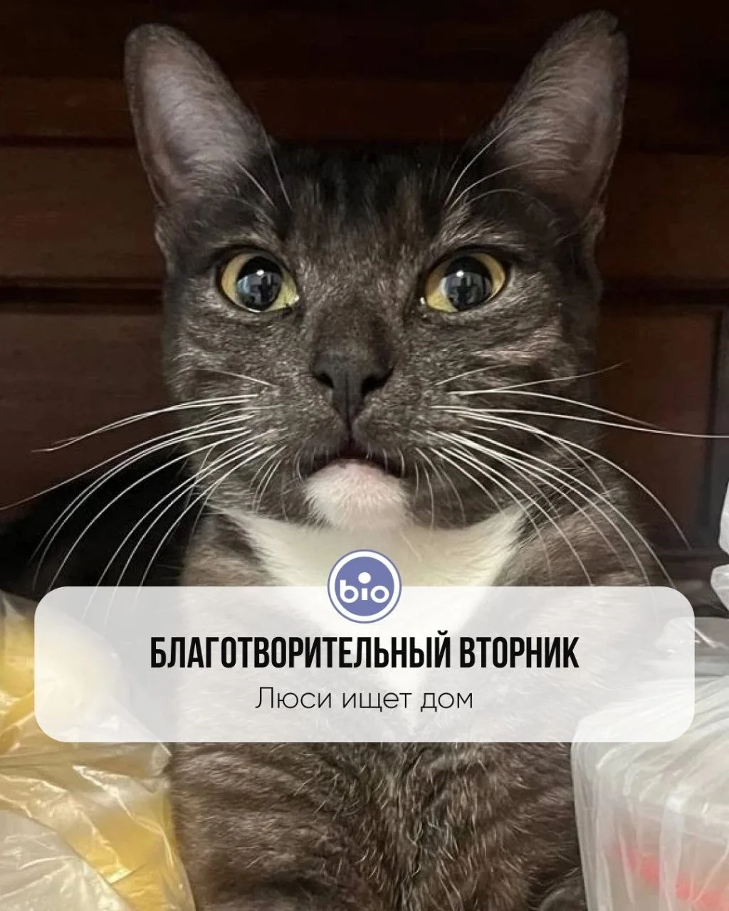 Благотворительный вторник: Люси ищет дом.