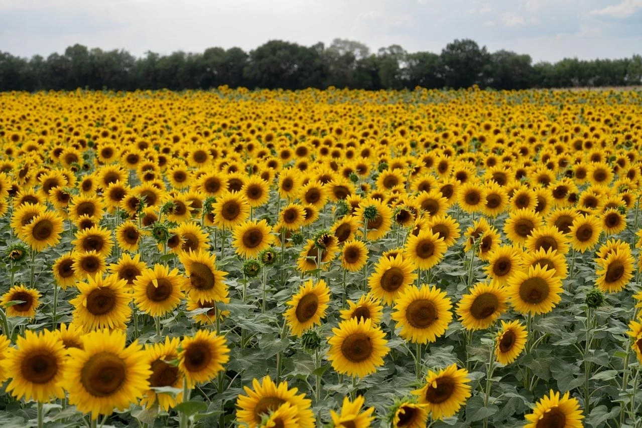 🌻 На Кубани стартовала уборка подсолнечника!