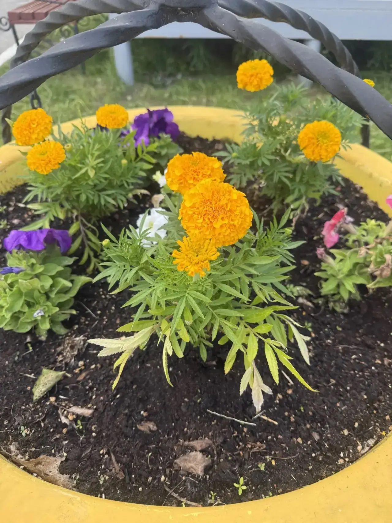 У цветов не бывает будней, они всегда одеты празднично. 🌼🌼🌼