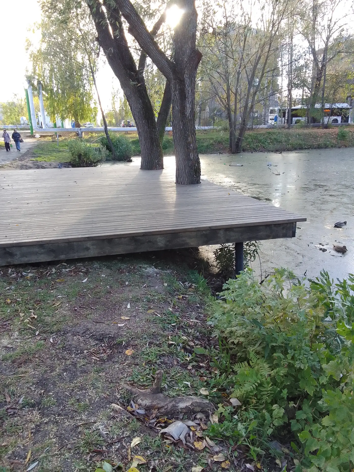 В Лянгасово на заболоченном пруду был кем то выложен настил на берегу, непонятно, для ч...