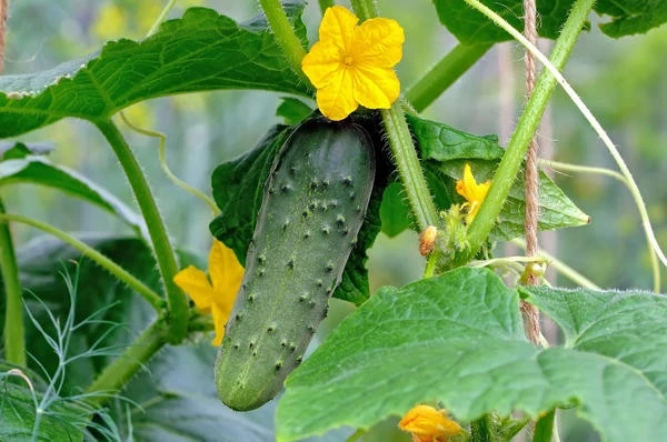 Стимулятор роста огурцов — янтарная кислота 🥒

Не все покупные препараты дают желаемый результат. А