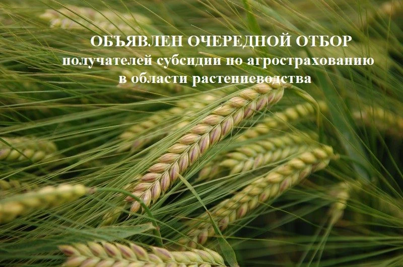 ВНИМАНИЕ: очередной ОТБОР на поддержку АГРОСТРАХОВАНИЯ!!!