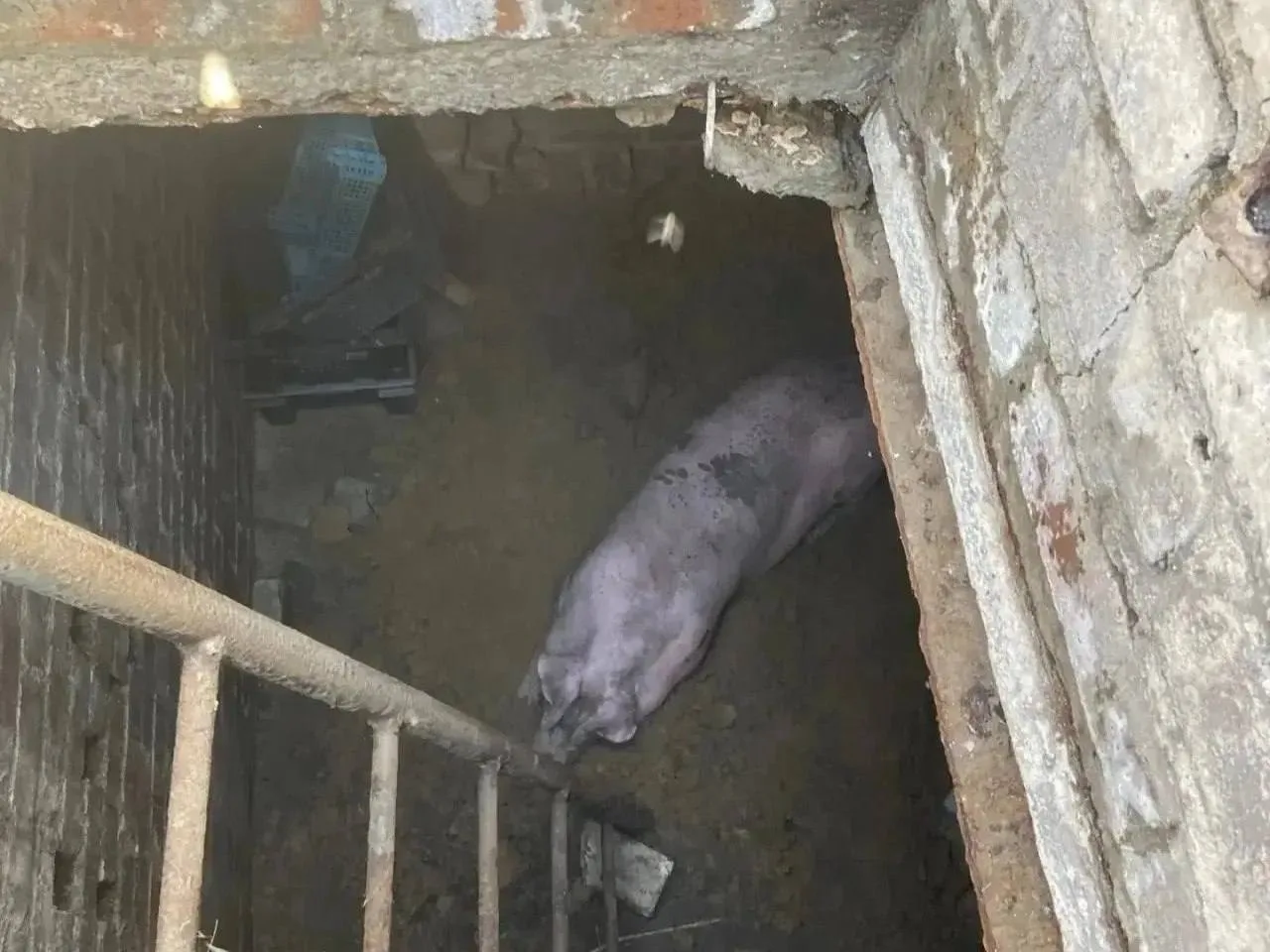 ⚡️В Неклиновском районе спасатели достали 100-килограммового поросенка из трехметрового...
