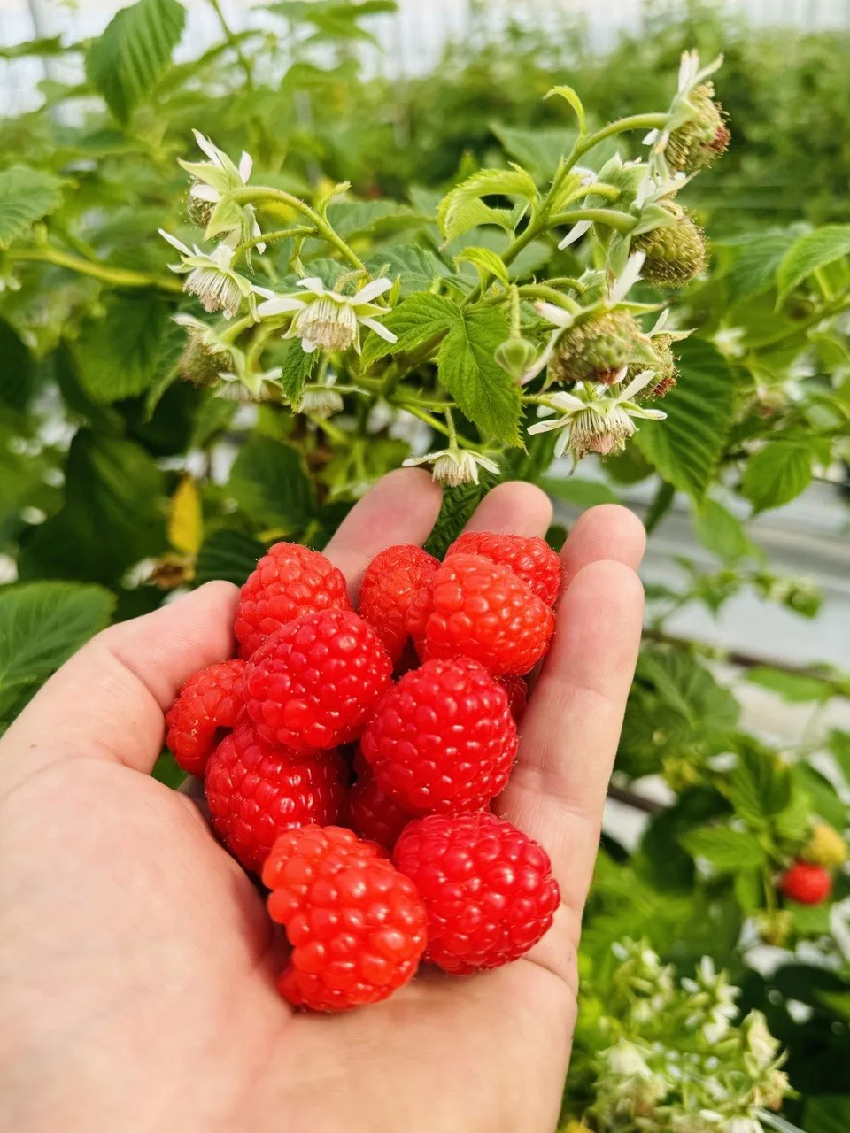 🍓 Работа мечты на свежем воздухе — собирай ягоды малины и ежевики и заряжайся настроением! 🍓

Керч