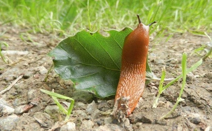 Профилактика появления слизней 🐌