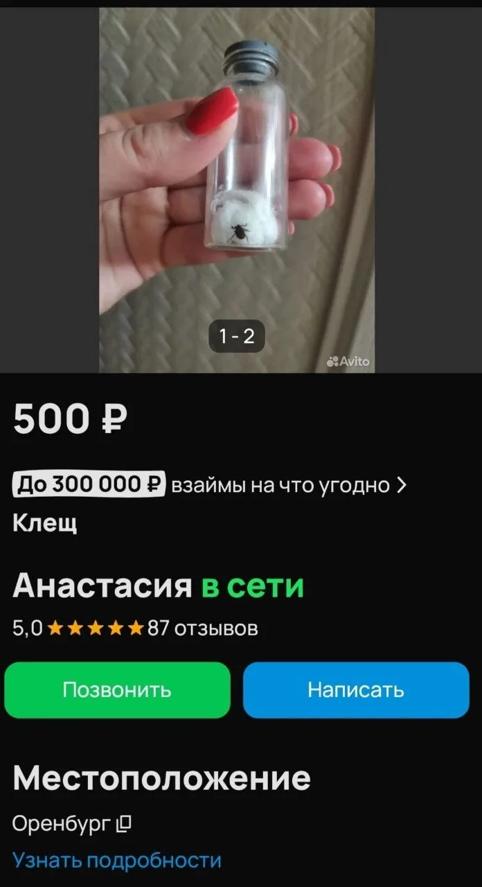 На Авито жители Оренбурга начали выставлять на продажу клещей  👉 Подписаться на канал