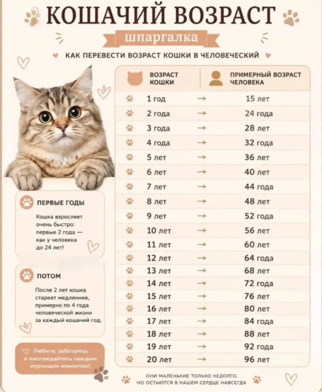 🐾🐈Миф про «кошачьи годы» пора забыть!