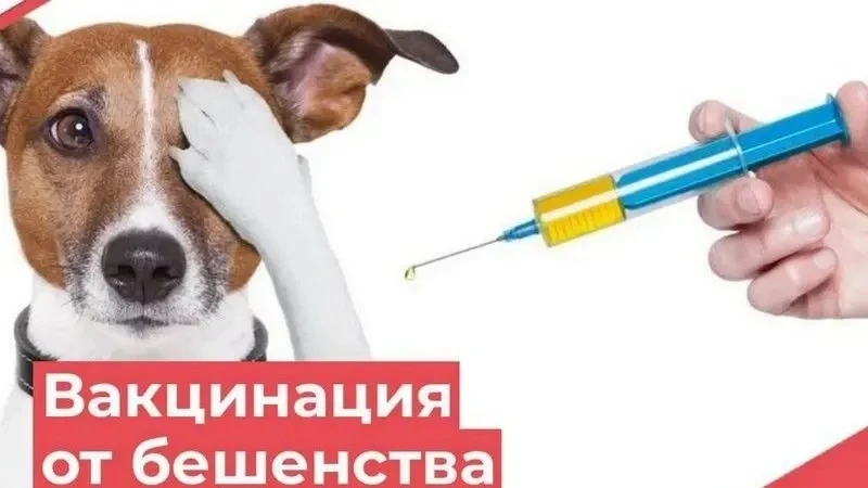 📌 О вакцинации против бешенства