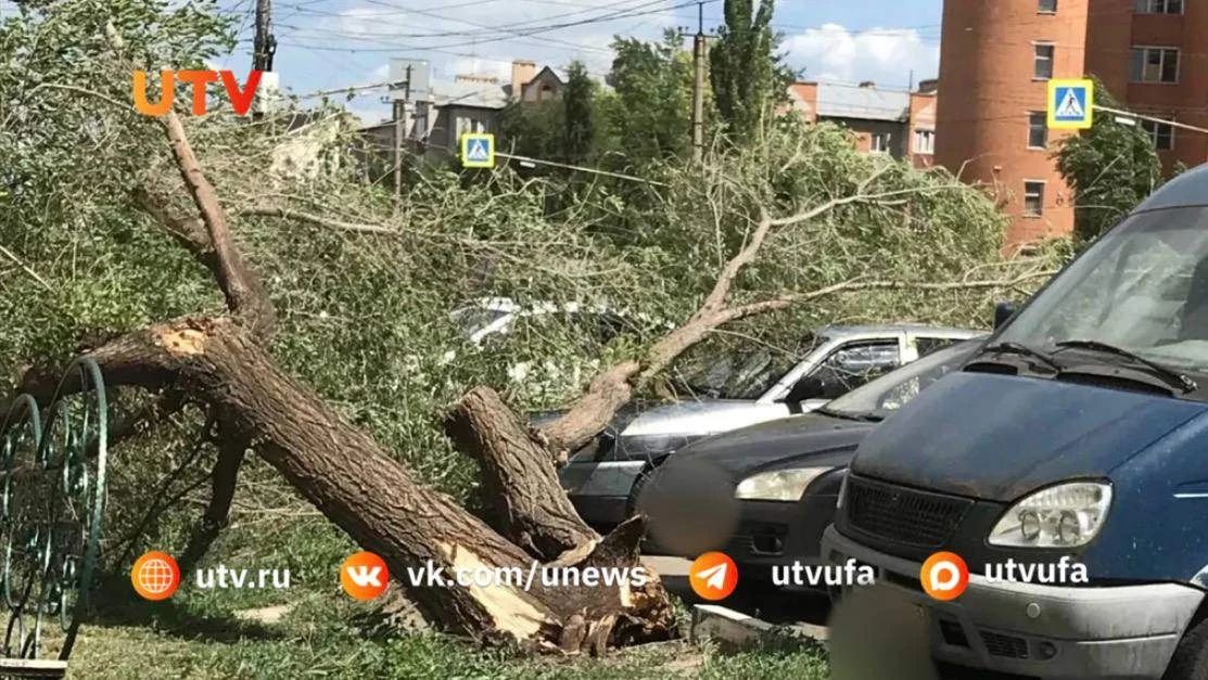 Башкирия вошла в число регионов России, где участились случаи падения деревьев и других предметов на