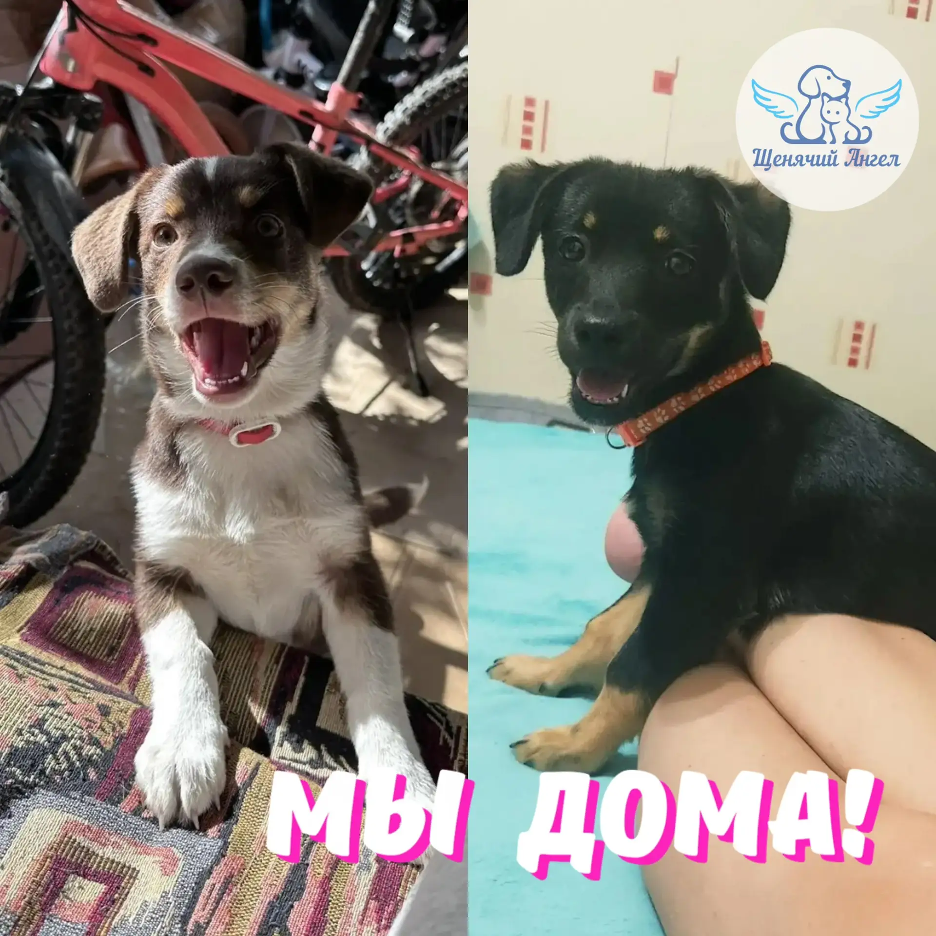 ДОТТИ И МИРРА – МЫ ДОМА 🏡