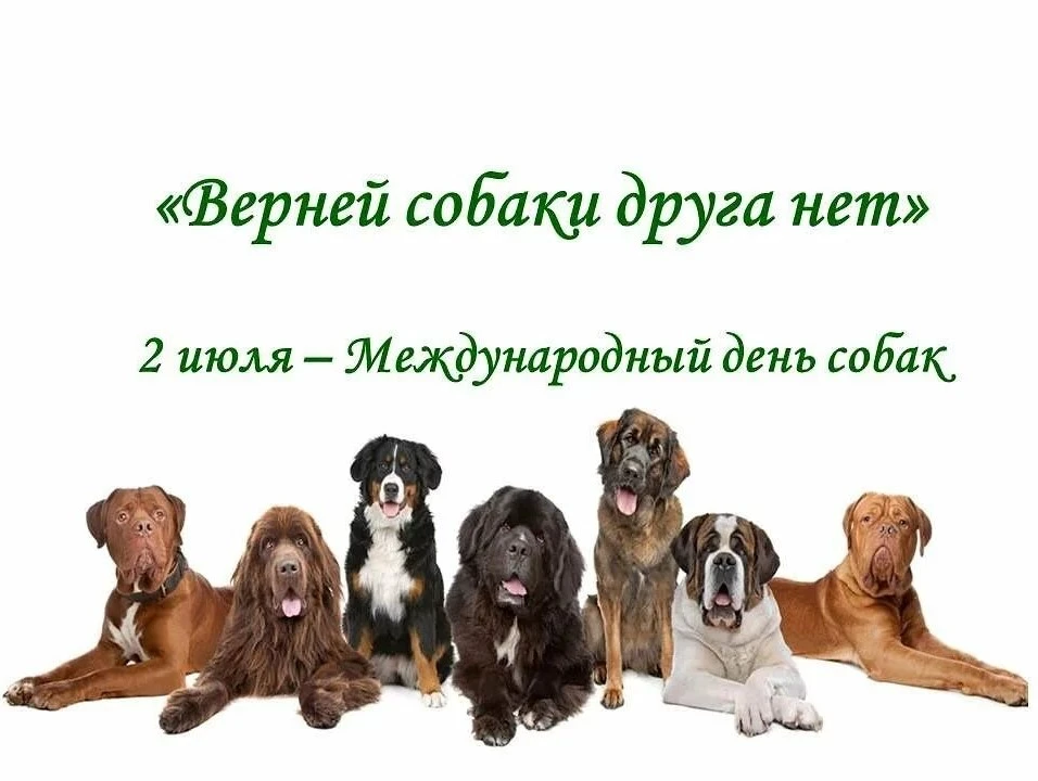 2 июля отмечается Международный день собак - праздник, который с каждым годом набирает ...