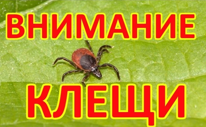 Уважаемые подписчики нашего канала, будьте внимательны к себе и детям - КЛЕЩИ очень акт...