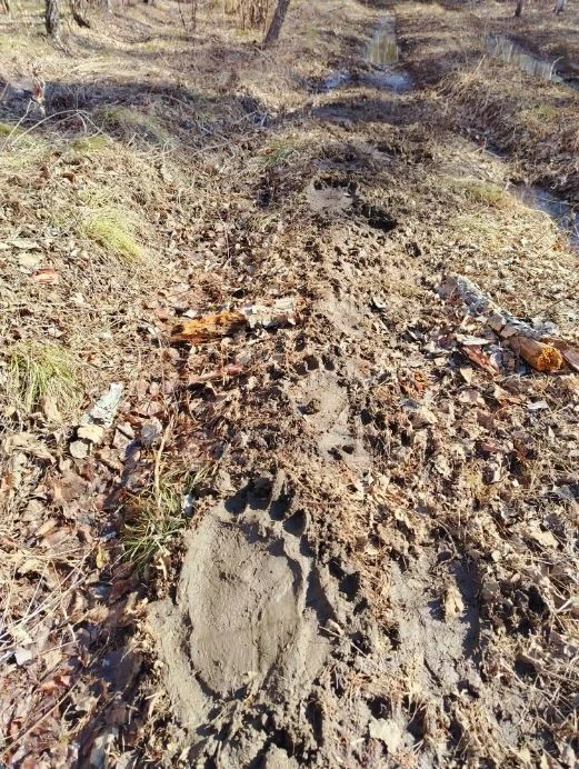 Проснувшийся хозяин тайги попал в кадр амурским охотоведам сразу после водных процедур  В Ульминском