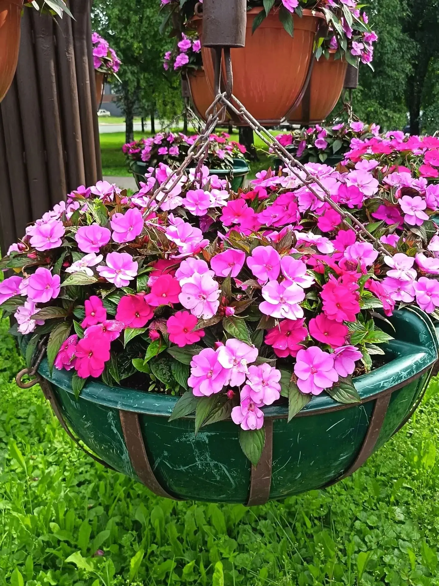Красота в Черниковке🌺