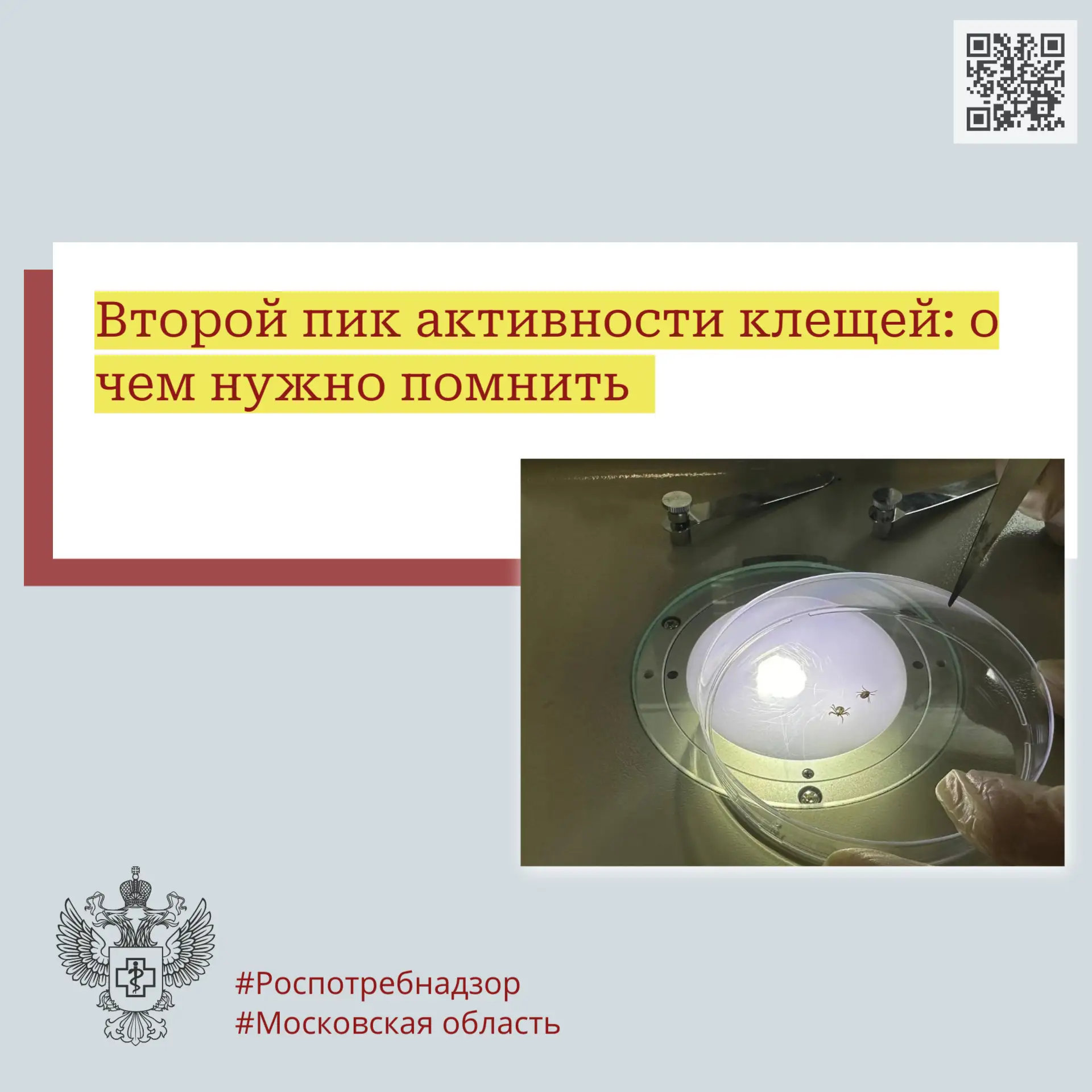 Второй пик активности клещей: о чем нужно помнить