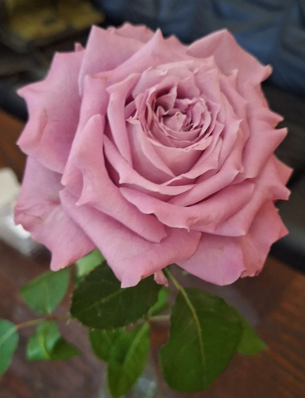 🌷Все цветы сегодня — для Елены Вадимовны!
