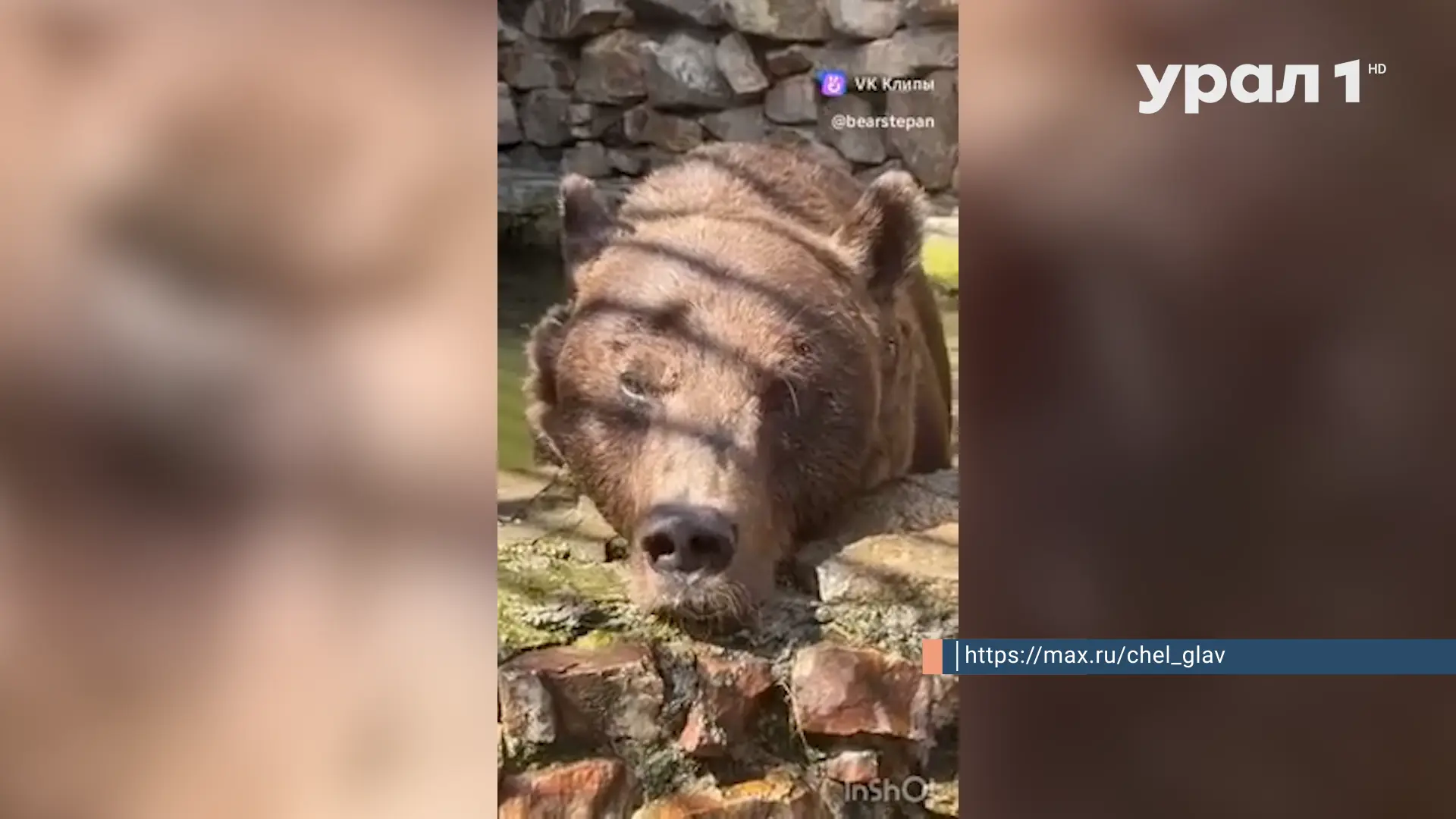 🐻✨ МЕДВЕДЬ СТЕПАН ЗАМЕТНО ПОХОРОШЕЛ