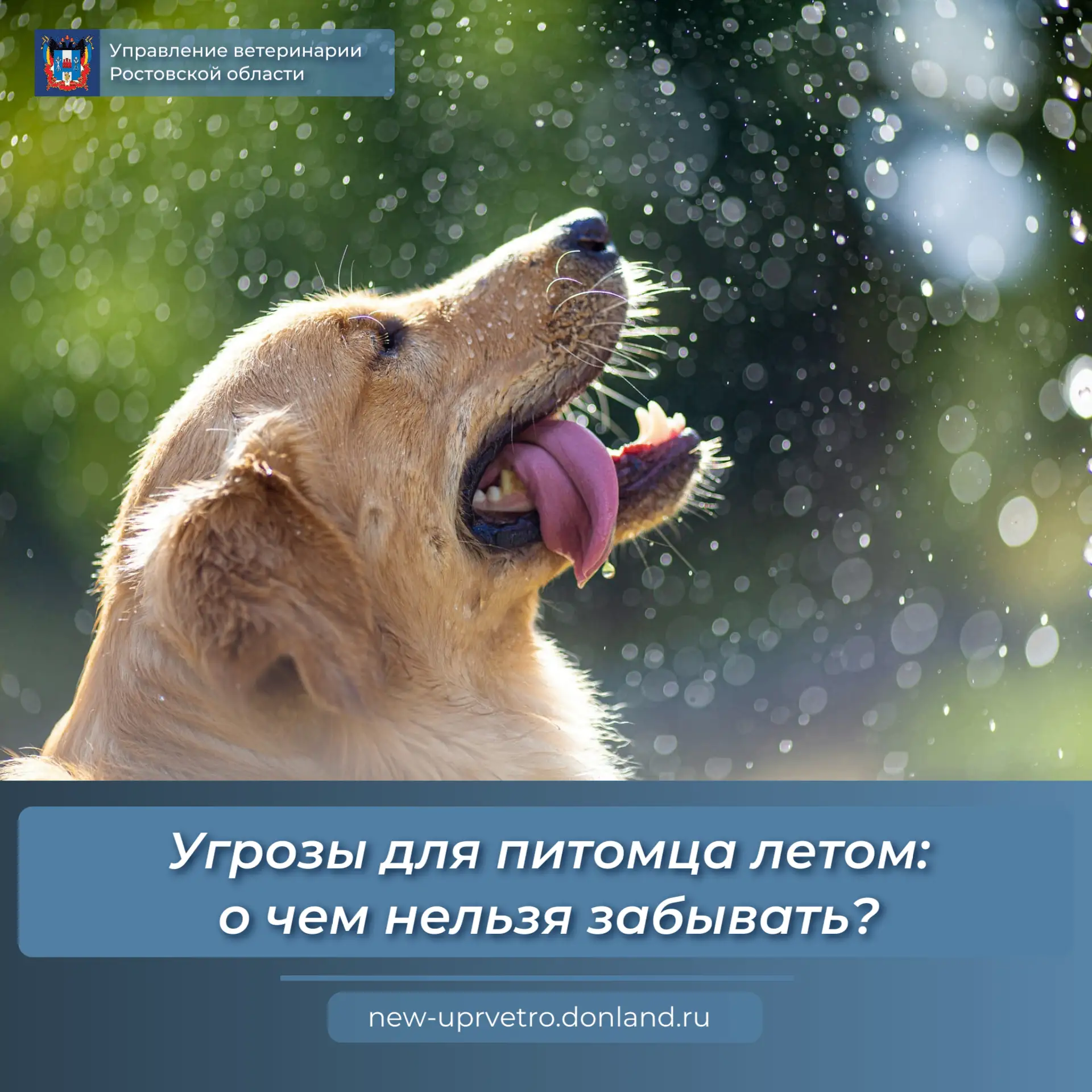 На улице лето, становится все жарче. И для наших четвероногих друзей этот сезон полон скрытых опасно
