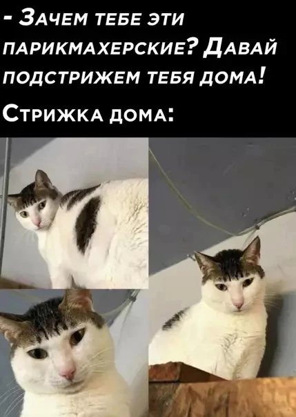Отличная прическа, кстати ✨😎