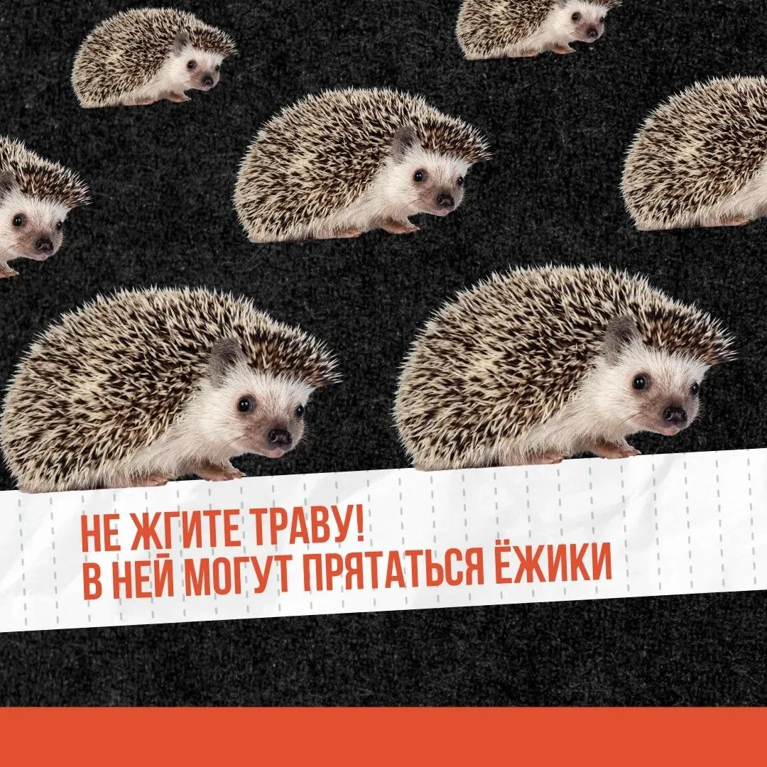 Сухая трава вспыхивает за секунды, а последствия могут тянуться годами. Огонь легко вых...