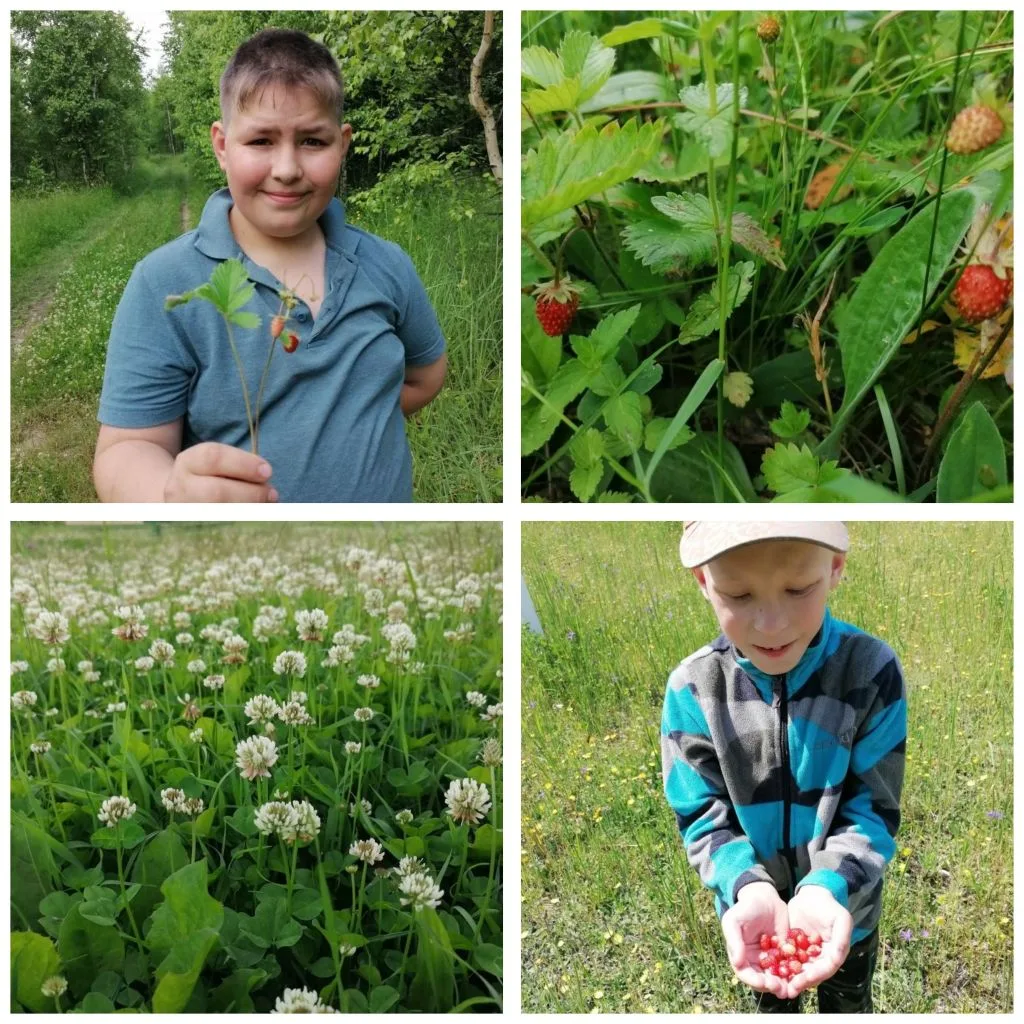 🌳Наши юные исследователи отправились сегодня на увлекательную экскурсию по летнему лугу. 🍀Они набл
