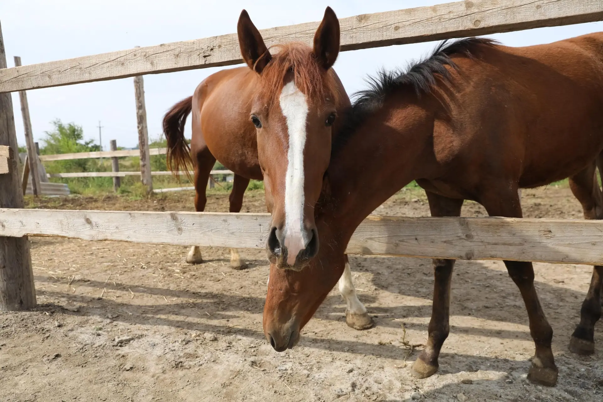 🐎 В Волгоградской области откроют ипподром.