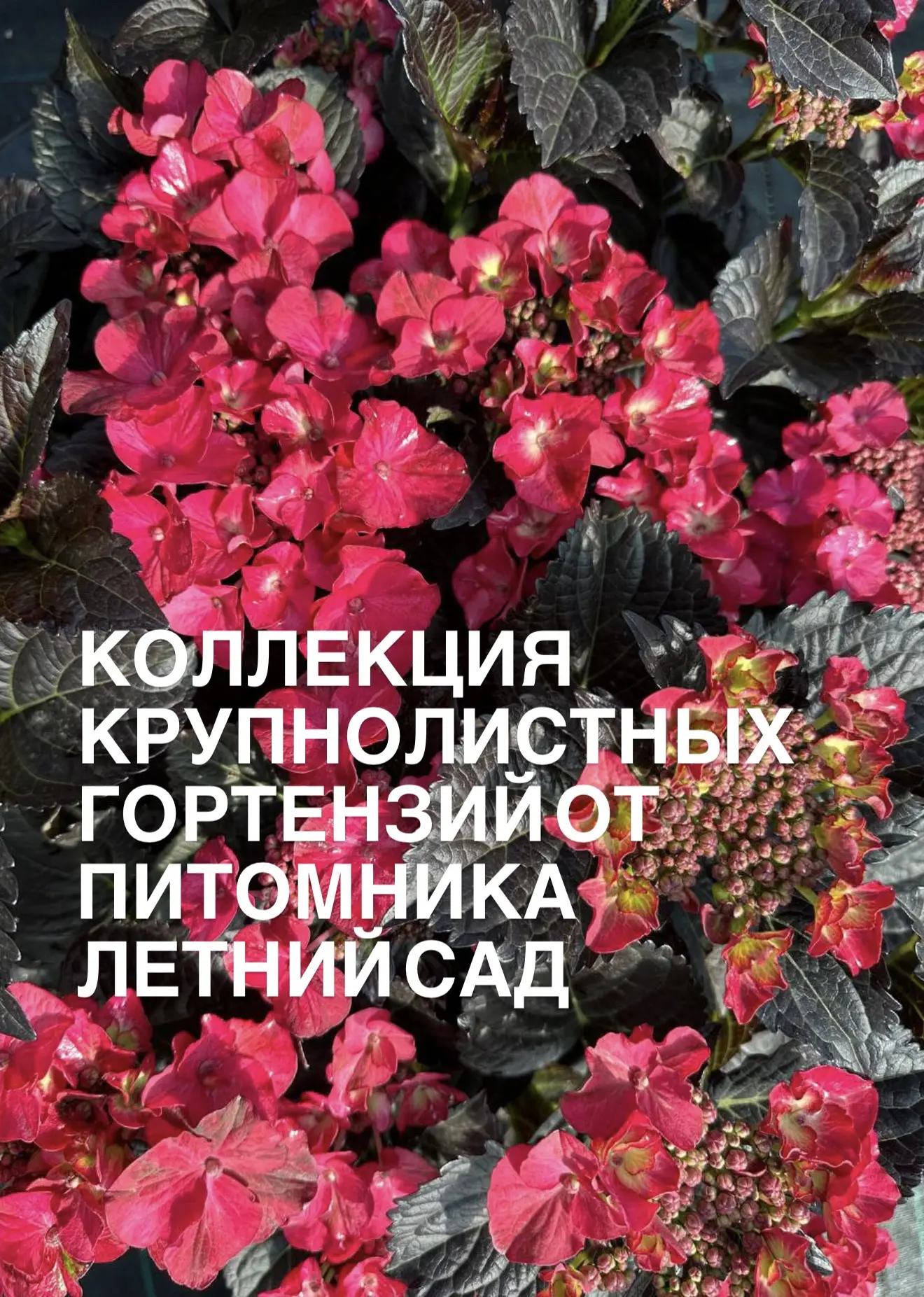 Самый главный ежегодный праздник в питомнике Летний сад! Фестиваль «Феерия цветов»!  Совсем скоро - 