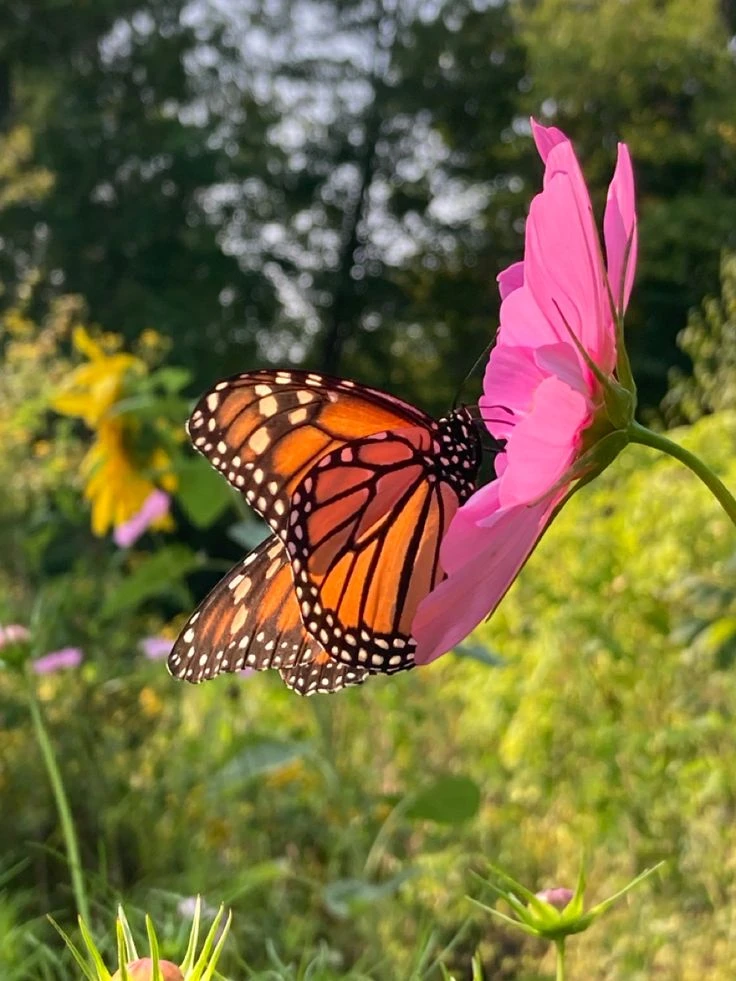 Летние дни — как бабочки: яркие, лёгкие и быстро улетающие...🦋
